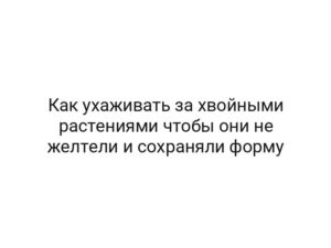Как ухаживать за хвойными растениями чтобы они не желтели и сохраняли форму