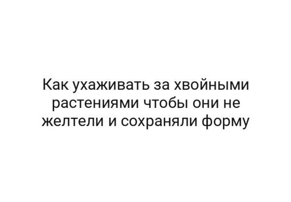 Как ухаживать за хвойными растениями чтобы они не желтели и сохраняли форму