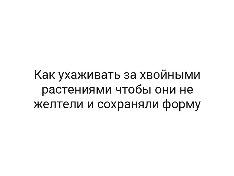 Как ухаживать за хвойными растениями чтобы они не желтели и сохраняли форму