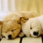 Рекомендованные отели для размещения с домашними животными по всему миру — остановитесь вместе со своими питомцами |