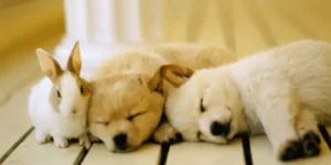 Рекомендованные отели для размещения с домашними животными по всему миру — остановитесь вместе со своими питомцами |