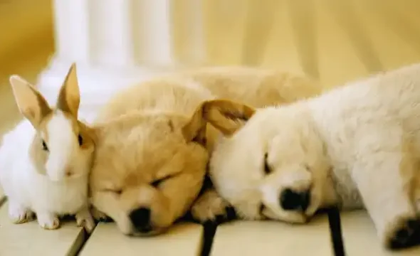 Рекомендованные отели для размещения с домашними животными по всему миру — остановитесь вместе со своими питомцами |