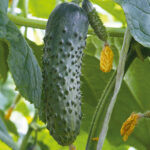 Огурец Маверик F1: среднеранний партенокарпический гибрид для защищенного грунта