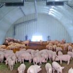Проект свинарника на 1000 голов — преимущества и недостатки